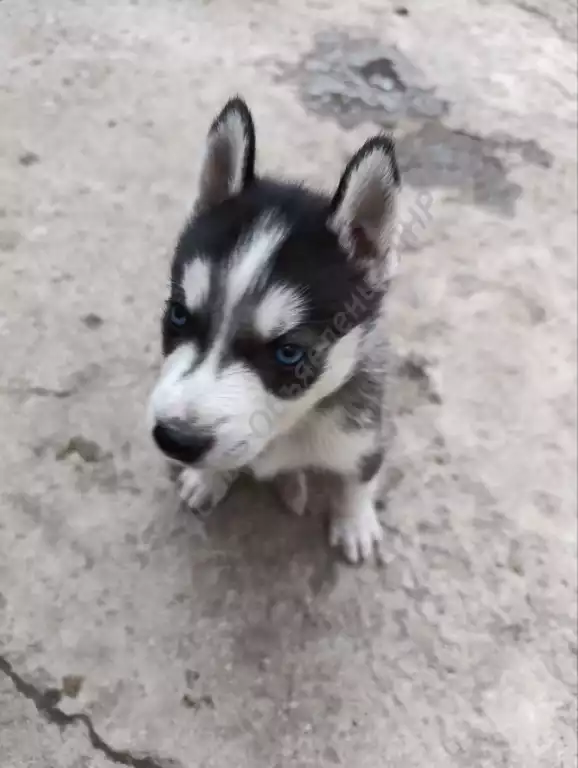 Щенки чистокровной Хаски