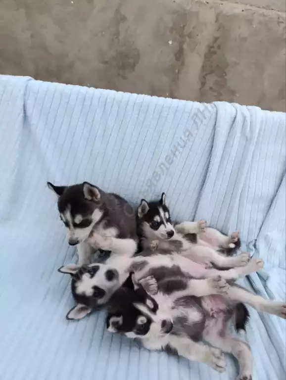 Щенки чистокровной Хаски