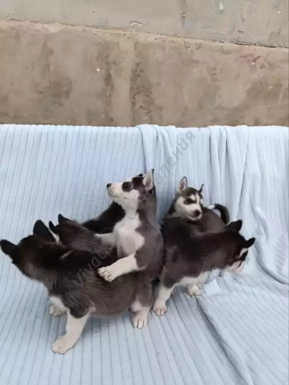 Щенки чистокровной Хаски