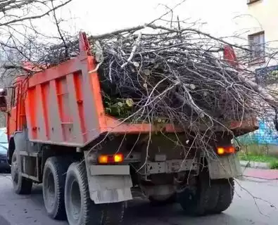 Спил деревьев